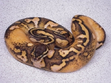 pascal-1