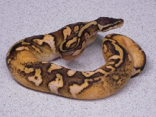 pascal-2