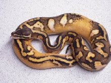 pascal-3