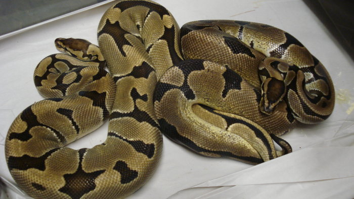super reduced breeding2