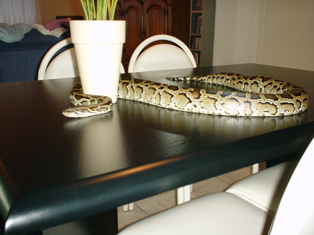 Shiva on table 2