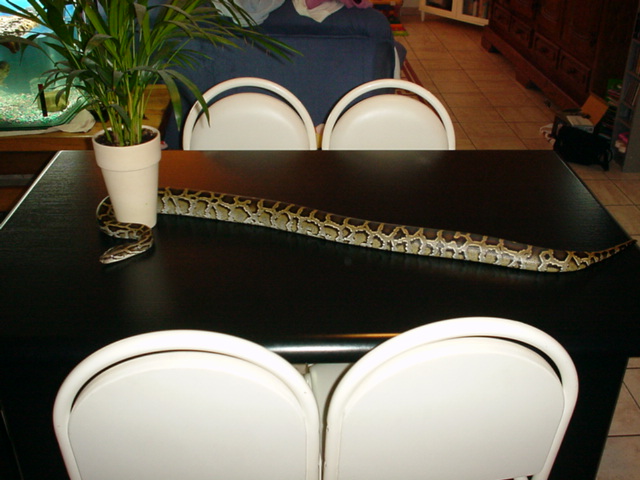 Shiva on table