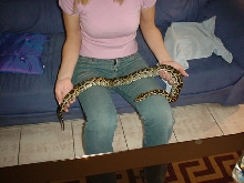 my python Shiva