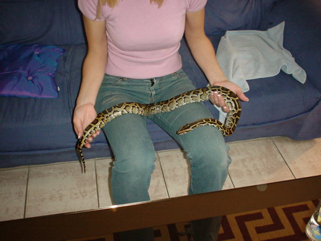 my python Shiva