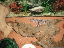 leopard gecko's