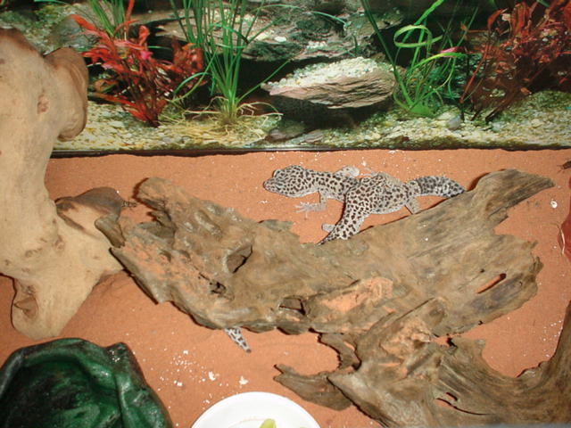 leopard gecko's