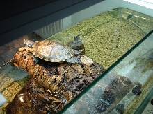 Kytama and Haze