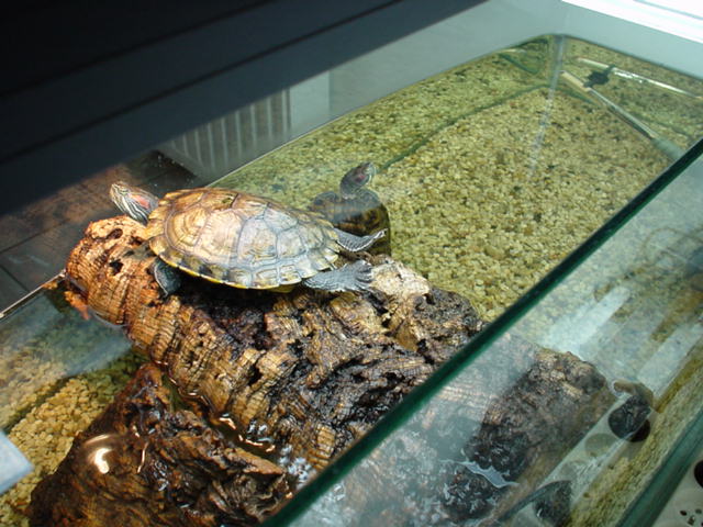 Kytama and Haze