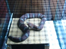 Trans-Pecos Copperhead