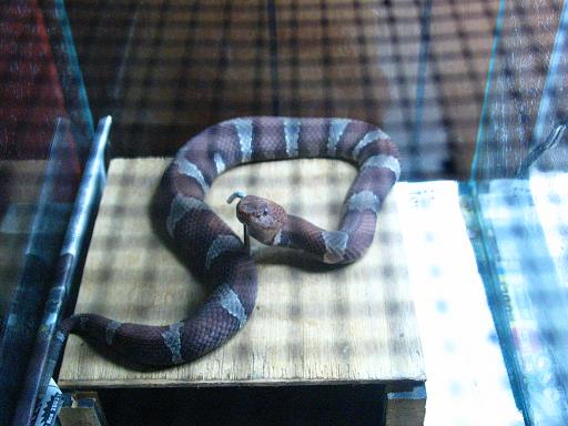 Trans-Pecos Copperhead