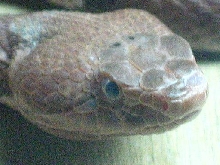 Trans-Pecos Copperhead Close Up