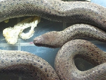 Granite Spotted Python
