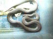 Granite Spotted Python 2