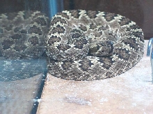 Mojave