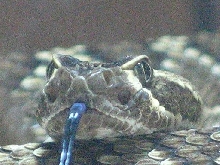 Mojave Closeup