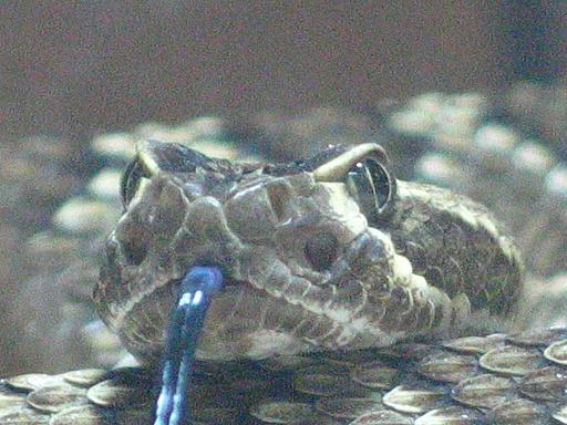 Mojave Closeup