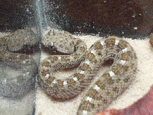 Baby Sidewinder