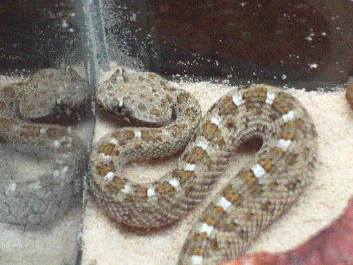Baby Sidewinder