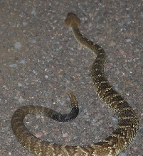 rattler