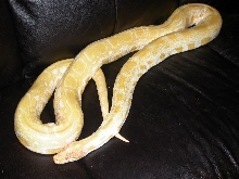 burm1