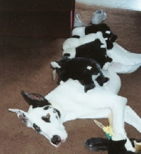 August's babies