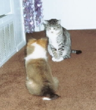 Daisy meets our cat