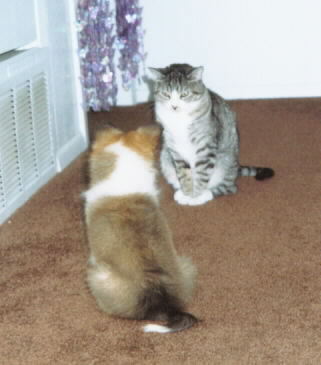 Daisy meets our cat