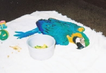 All Tuckered Out