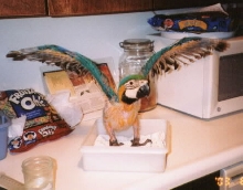 Hannah the eagle