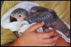 Hannah @ 5 weeks