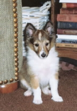 Sweet Daisy