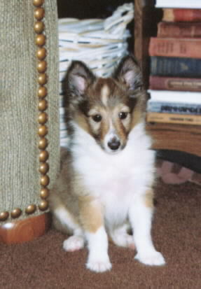 Sweet Daisy