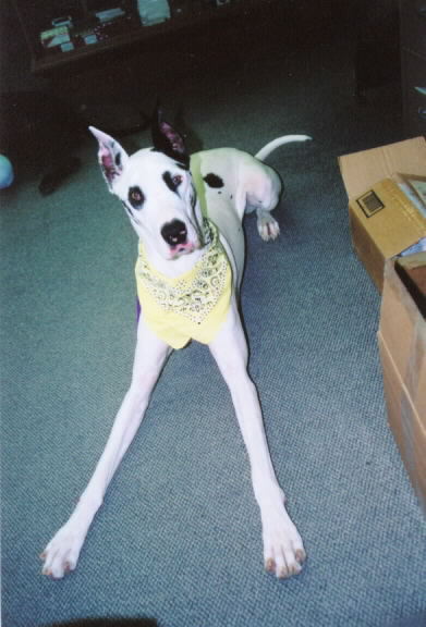 Auggie long legs