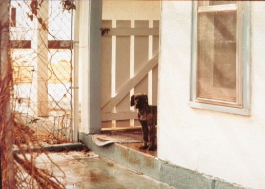 Woody outside