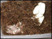 female3