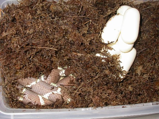 female3