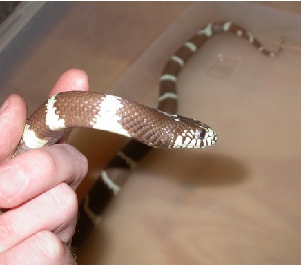 male2head