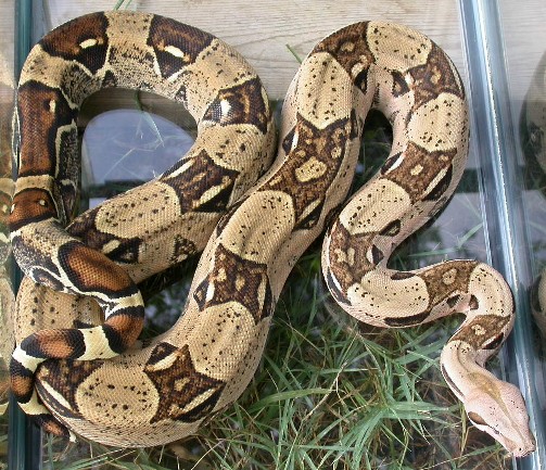boa1