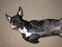 chewyrollover