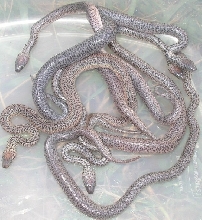 newbabies3
