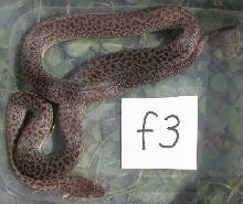spottedf3