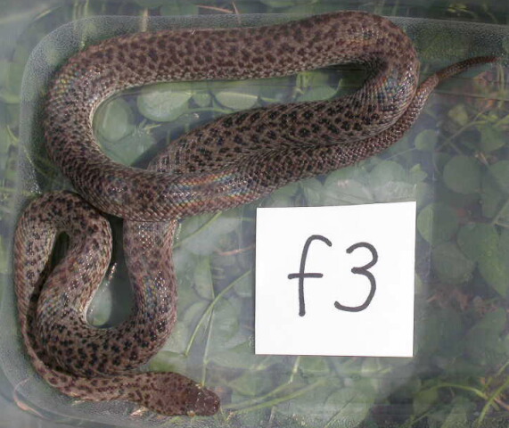 spottedf3
