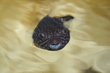 puffer