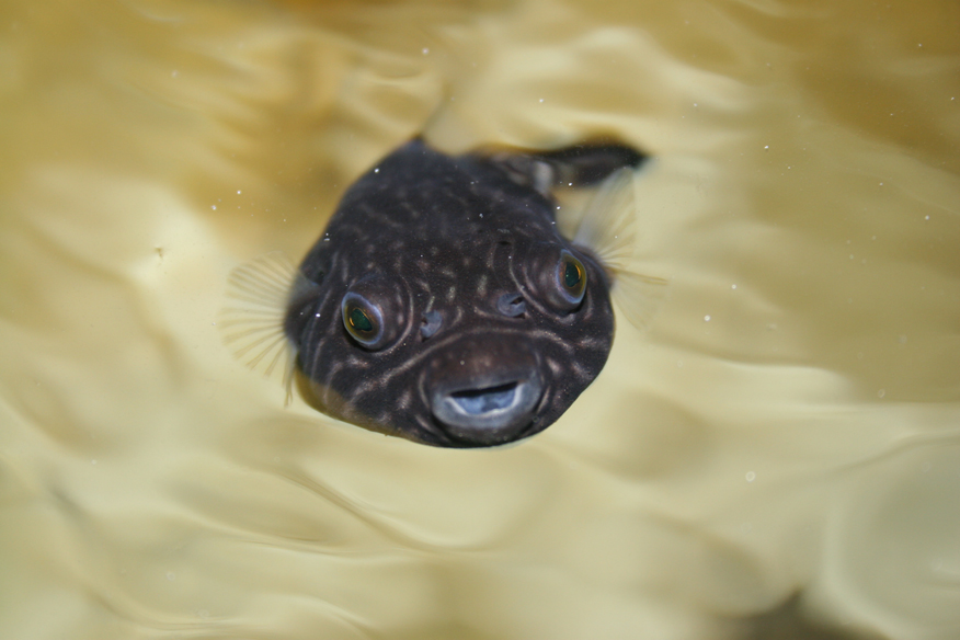 puffer