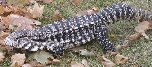 Hemipene