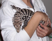Taz juvenile white headed