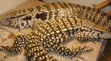 2 juvenile tegus