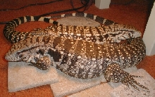 white headed