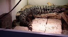 Juvenile white headed Argentine