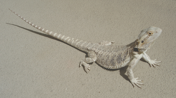 Hypo 20' Female